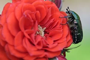 Images Dated 8th October 2005: Rose Chafer- Resting on red rose Lower Saxony, Germany