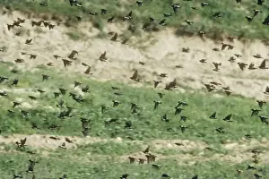 Iran Prints: Rose-coloured Starling / Rosy starling - Large flock in flight - Iran