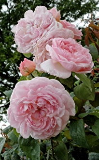Images Dated 15th July 2010: Rose - 'Eglantyne'