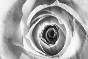 Sympathy Prints: Rose Flower - close up Digital Manipulation: turned B&W, aged