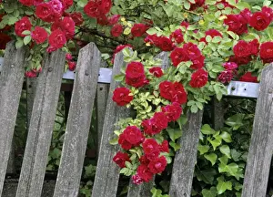 Bush Prints: Rose garden picket fence overgrown by a bush of red roses Baden-Wuerttemberg, Germany