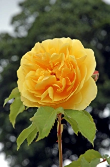 Images Dated 11th July 2008: Rose - Graham Thomas