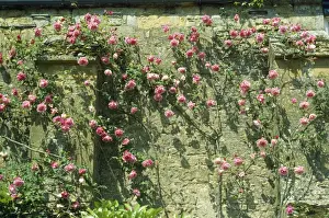 Climber Prints: Rose - growing against old climbing wall