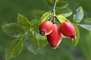 Fruit & Veg Gallery: Rose hip or Rose Haw