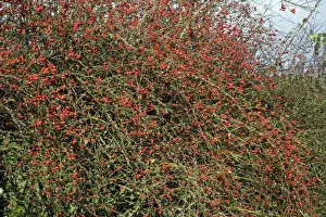Hedgerows Prints: Rose Hips - fruits of Dog Rose in hedgerow, autumn. Northumberland, UK