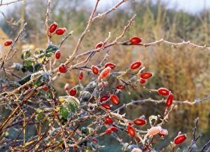 Images Dated 27th July 2007: Rose Hips - with hoar frost. Wareham, Dorset, UK