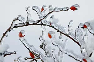 Hips Prints: Rose Hips - on ice covered wild rose branch in winter - Lower Saxony - Germany