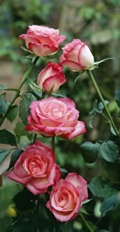 Images Dated 20th May 2004: Rose Hybrid Tea 'Gail Borden'