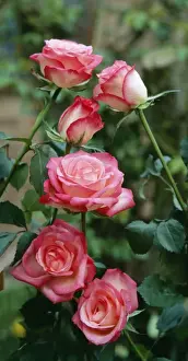 Roses Prints: Rose Hybrid Tea Gail Borden