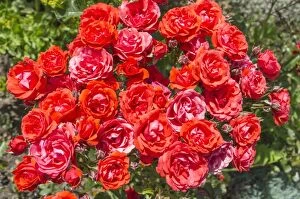 Rose la sevillana, Norfolk UK
