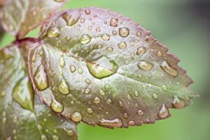 Rose Leaf - covered in rain drops