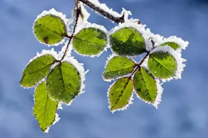 Rose - leaves covered in winter