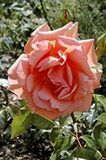 Images Dated 15th July 2010: Rose - 'Mrs Sam McGredy'