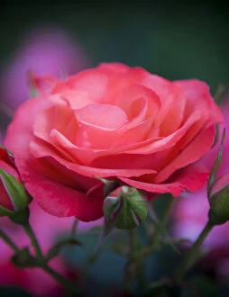 Danita delimont/rose portland rose garden portland