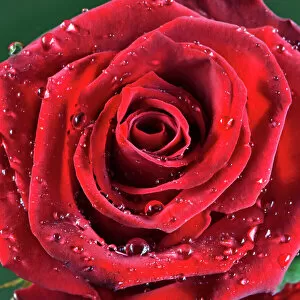 Flowers Collection: Rose - with raindrops