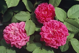 Images Dated 12th April 2007: Rose de Rescht