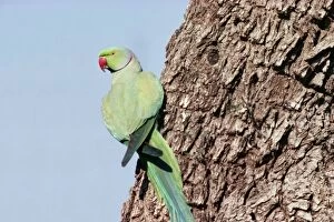 Images Dated 25th June 2004: Rose-ringed Parakeet