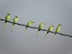 Images Dated 31st May 2020: Rose-Ringed Parakeet - on cable Psittacula krameri Rajasthan India BI032144 Date: 17-Feb-20