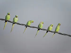 Rose-Ringed Parakeet - on cable Psittacula krameri Rajasthan India BI032144 Date: 17-Feb-20 Rose-Ringed Parakeet - on cable Psittacula krameri Rajasthan India BI032144 Date: 17-Feb-20
