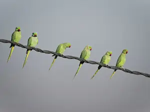 Cable Prints: Rose-Ringed Parakeet - on cable Psittacula krameri Rajasthan India BI032144