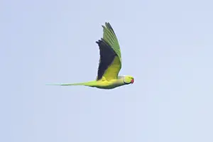 Rose-Ringed Parakeet - in flight - Keoladeo Ghana National Park - Bharatpur - Rajasthan - India BI018197