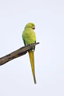 Parakeets Prints: Rose-Ringed Parakeet - Keoladeo Ghana National Park - Bharatpur - Rajasthan - India BI018194