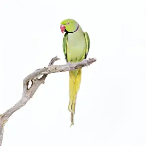 Parakeets Prints: Rose-ringed Parakeet / Ring-necked Parakeet