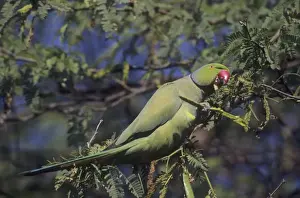 Parakeets Prints: Rose-ringed / Ring-necked Parakeet - Feeding, Keoladeo National Park, India