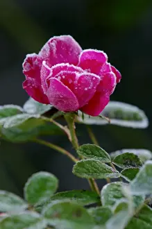 Rose - Rosa Duchess of Portland - Frost accentuating the structure of rose flower head. East Sussex garden. UK. November