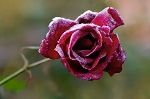 Rose - Rosa Frensham - A summer rose caught by a winter frost. East Sussex garden. UK. November