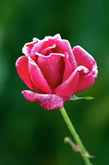 Frozen Prints: Rose - Rosa Jacques Cartier - The structure of this nicely formed rose flower head is accentuated by the frost