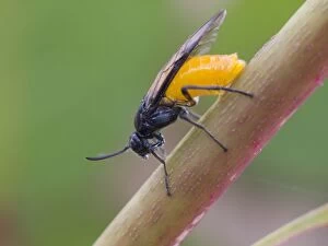 Rose Sawfly - laying eggs in rose stem