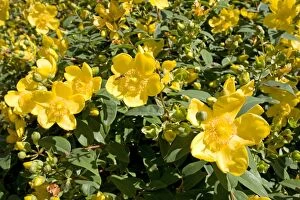 St Johns Wort Collection: Rose of Sharon St Johns Wort. Cotswolds UK