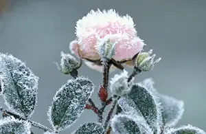 Buds Prints: Rose species rimed, frosted pink flower in garden Miniature rose
