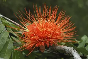 Rose of Venezuela Belize