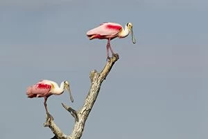 Images Dated 12th April 2012: Roseate Spoonbill