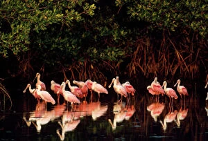 Reflections Collection: Roseate Spoonbill