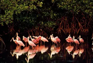 Reflections Prints: Roseate Spoonbill