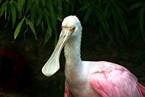 Images Dated 21st September 2004: Roseate spoonbill