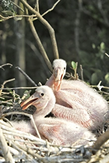 Images Dated 6th February 2005: Roseate Spoonbill - two chicks. Venezuela