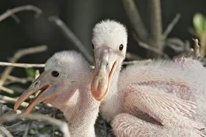 Images Dated 6th February 2005: Roseate Spoonbill - two chicks. Venezuela