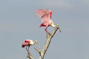 Images Dated 12th April 2012: Roseate Spoonbill - fight over perch