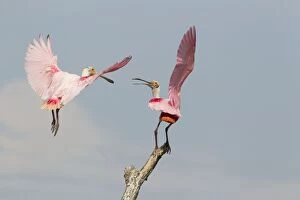 Images Dated 12th April 2012: Roseate Spoonbill - fight over perch