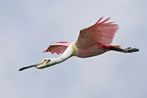 Spoonbills Prints: Roseate Spoonbill - in flight. Venezuela
