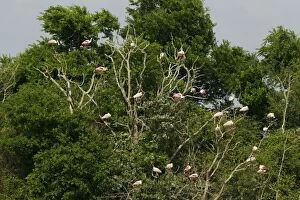 Ajaja Gallery: Roseate Spoonbill - flock roosting in tree