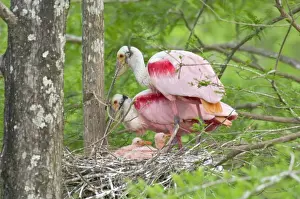 Spoonbills Prints: Roseate Spoonbill - At nest. Southern U. S. May