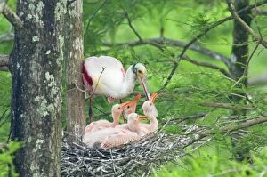 Images Dated 23rd August 2005: Roseate Spoonbill - At nest with young. Southern U.S.A May _TPL5842