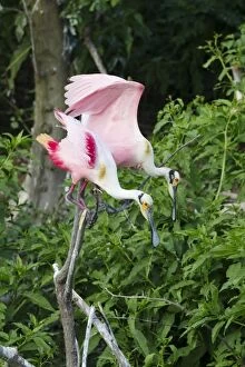 Images Dated 12th April 2012: Roseate Spoonbill - pair at rookery
