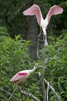 Images Dated 12th April 2012: Roseate Spoonbill - territorial dispute at rookery