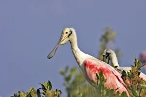 Images Dated 6th February 2005: Roseate Spoonbill. Venezuela